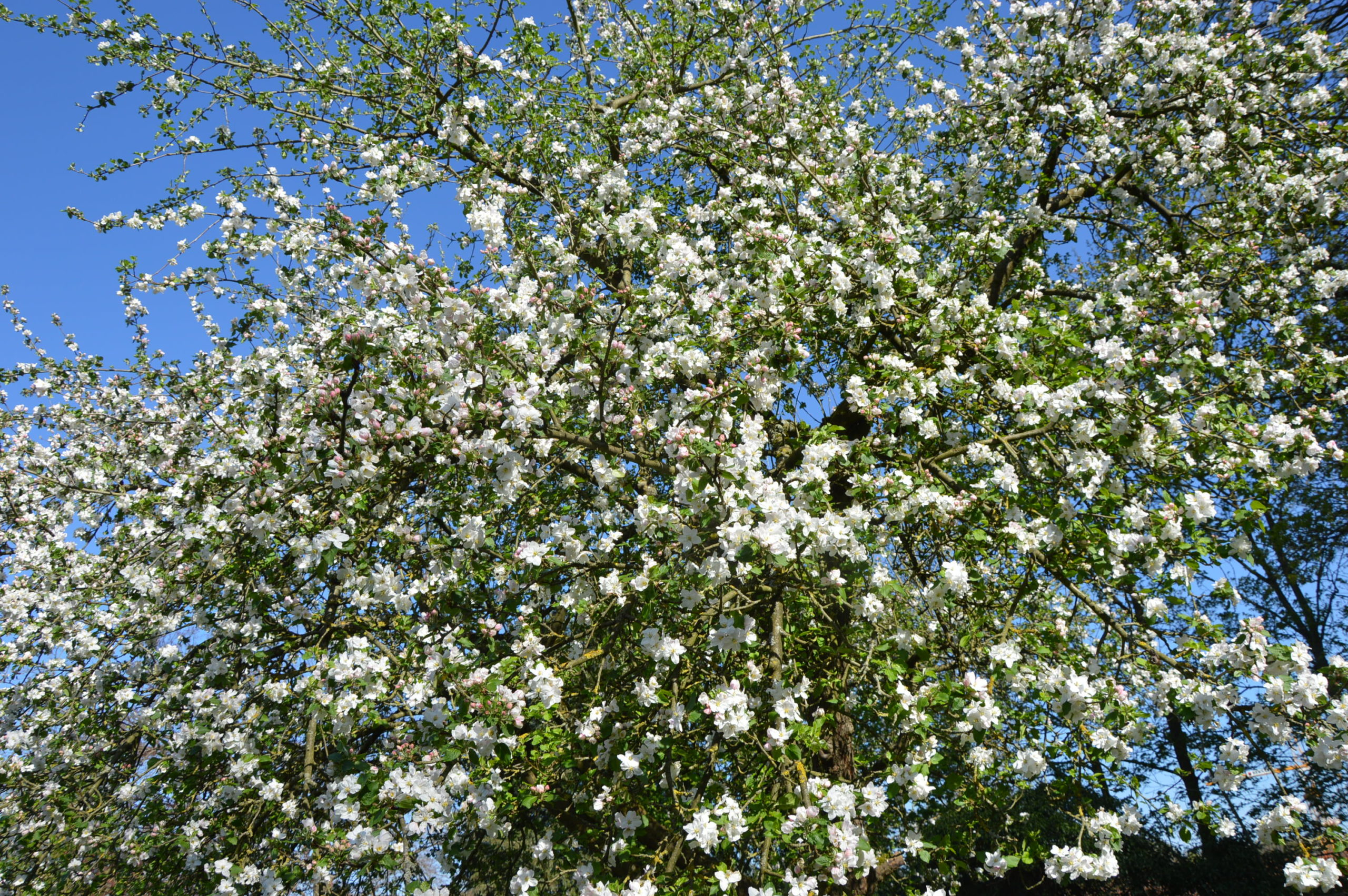 Pommier en pleine floraison